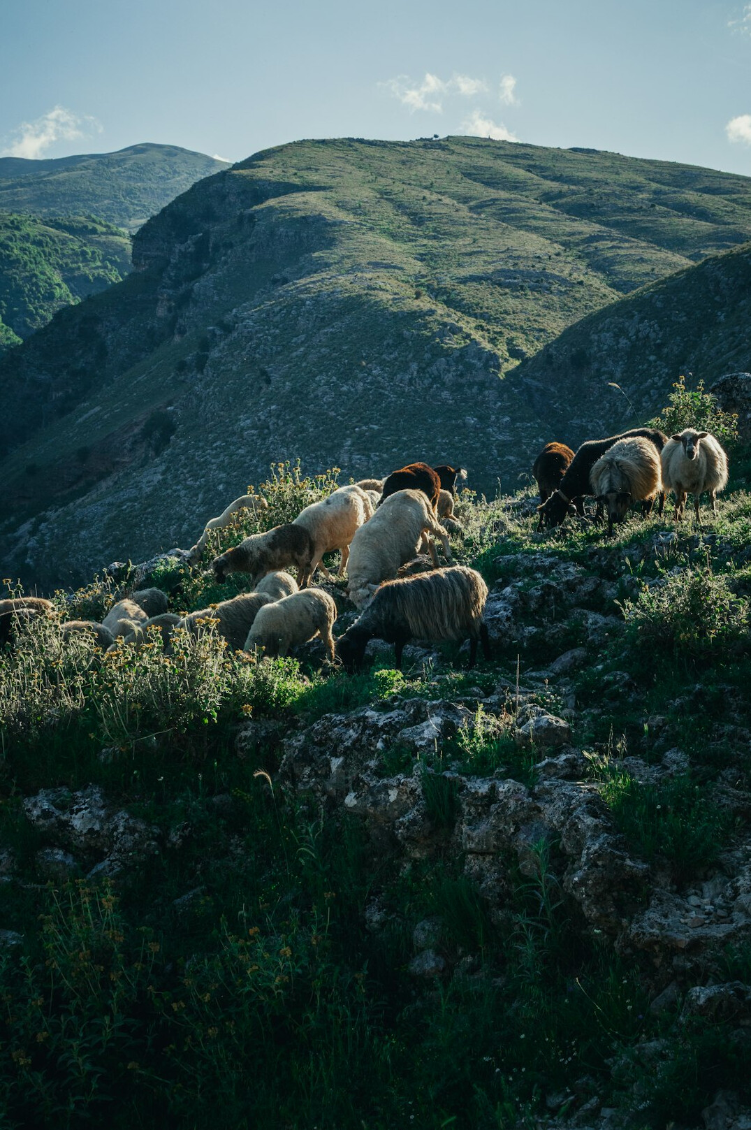 Shepherd walking with a flock of sheep across a rural mountain landscape